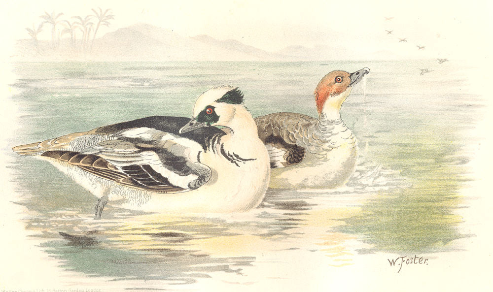INDIAN GAME BIRDS. Smew (Mergellus Albellus). Chromolithograph. FINN 1915